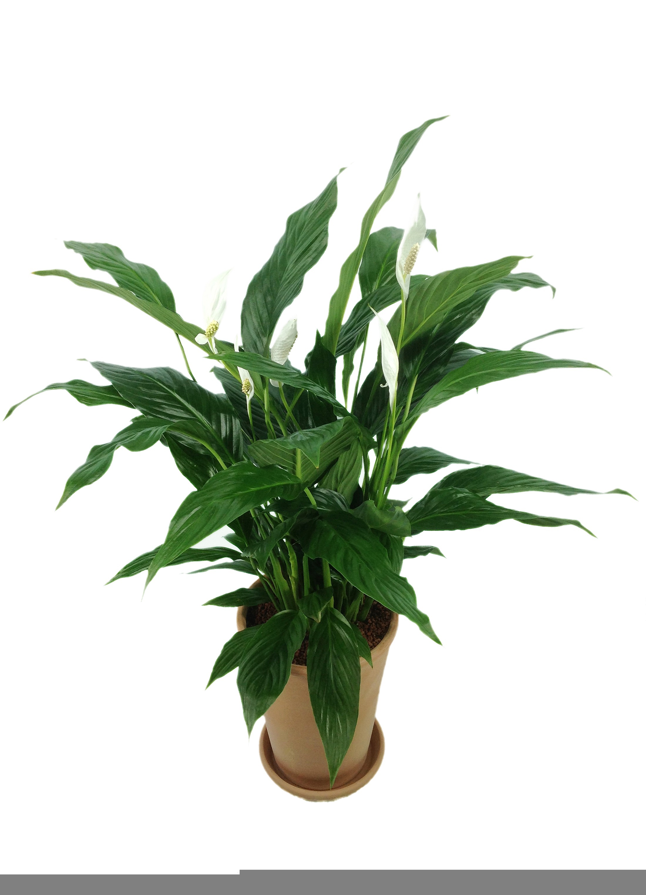 Einblatt Spathiphyllum