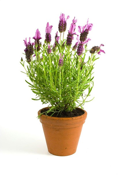 Lavendel